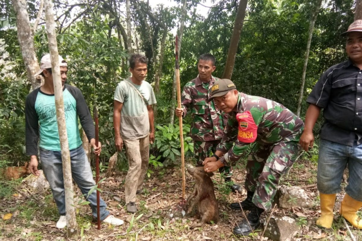 Koramil 14 bantu petani basmi hama tanaman