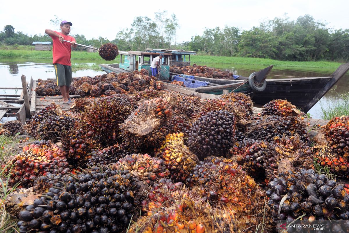 Harga terbaru CPO di Jambi