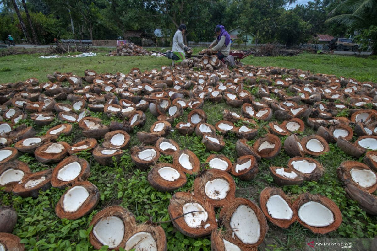 Petani Sulut diajak tidak hanya olah kelapa menjadi kopra