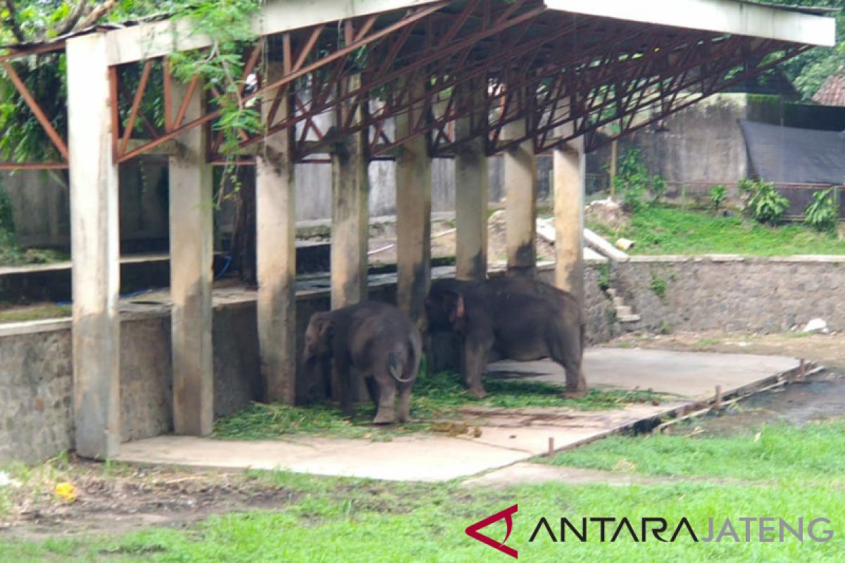 Taman Satya Taru Jurug cari pengganti gajah jantan