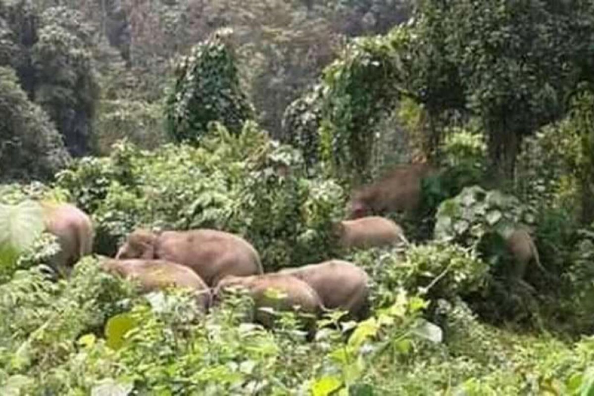 Kawanan gajah kembali rusak perkebunan-pertanian warga Lampung Barat