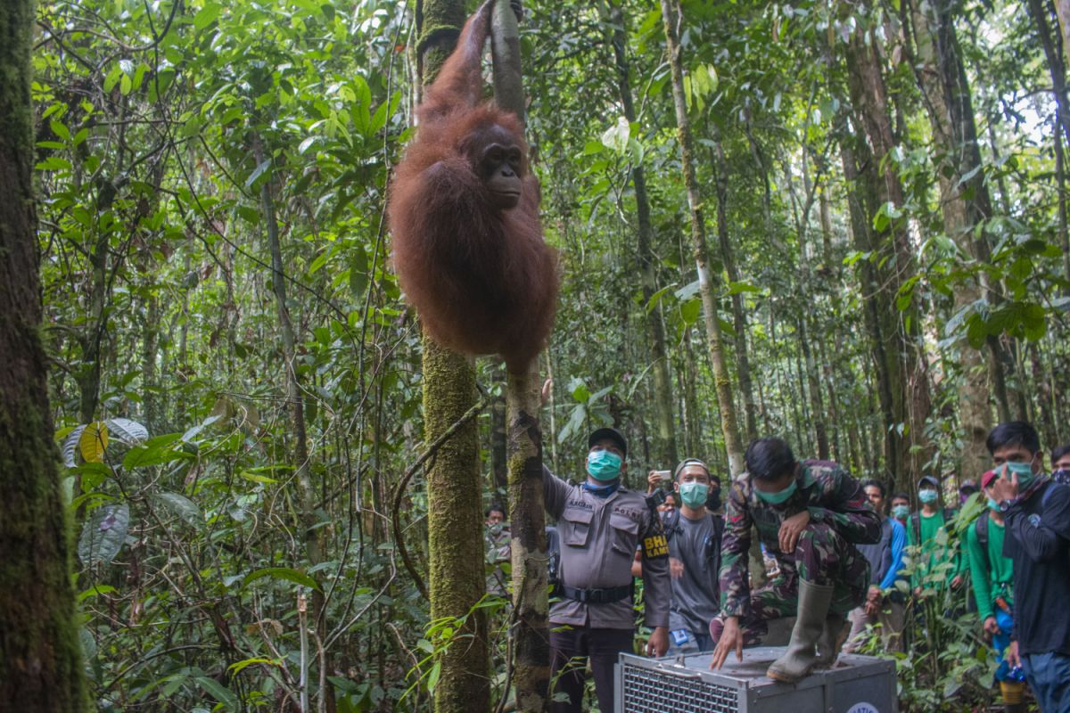 IAR Indonesia dan BKSDA Kalbar lepasliarkan enam orangutan di TNBBBR