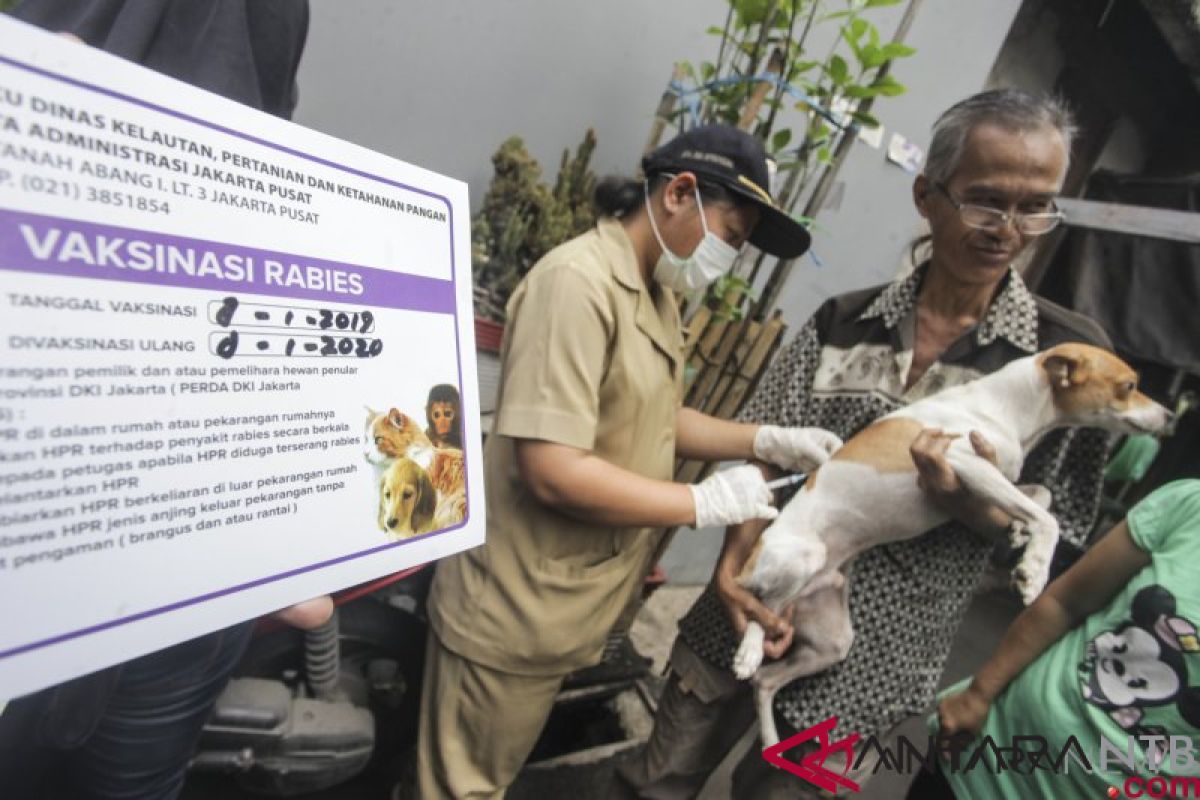 Vaksin rabies di Mataram habis