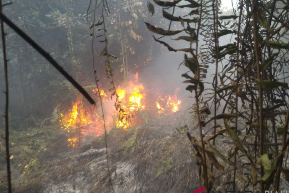 Kebakaran Lahan Rohil disinyalir Untuk Perkebunan Sawit
