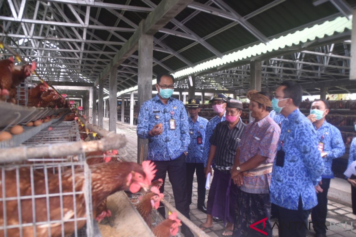 Wabup Badung pantau tata kelola bantuan peternakan