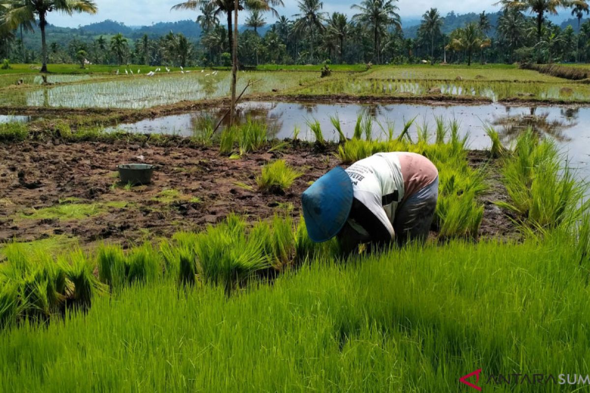 Solok Selatan targetkan luas tanam padi 27.914 hektare pada 2019