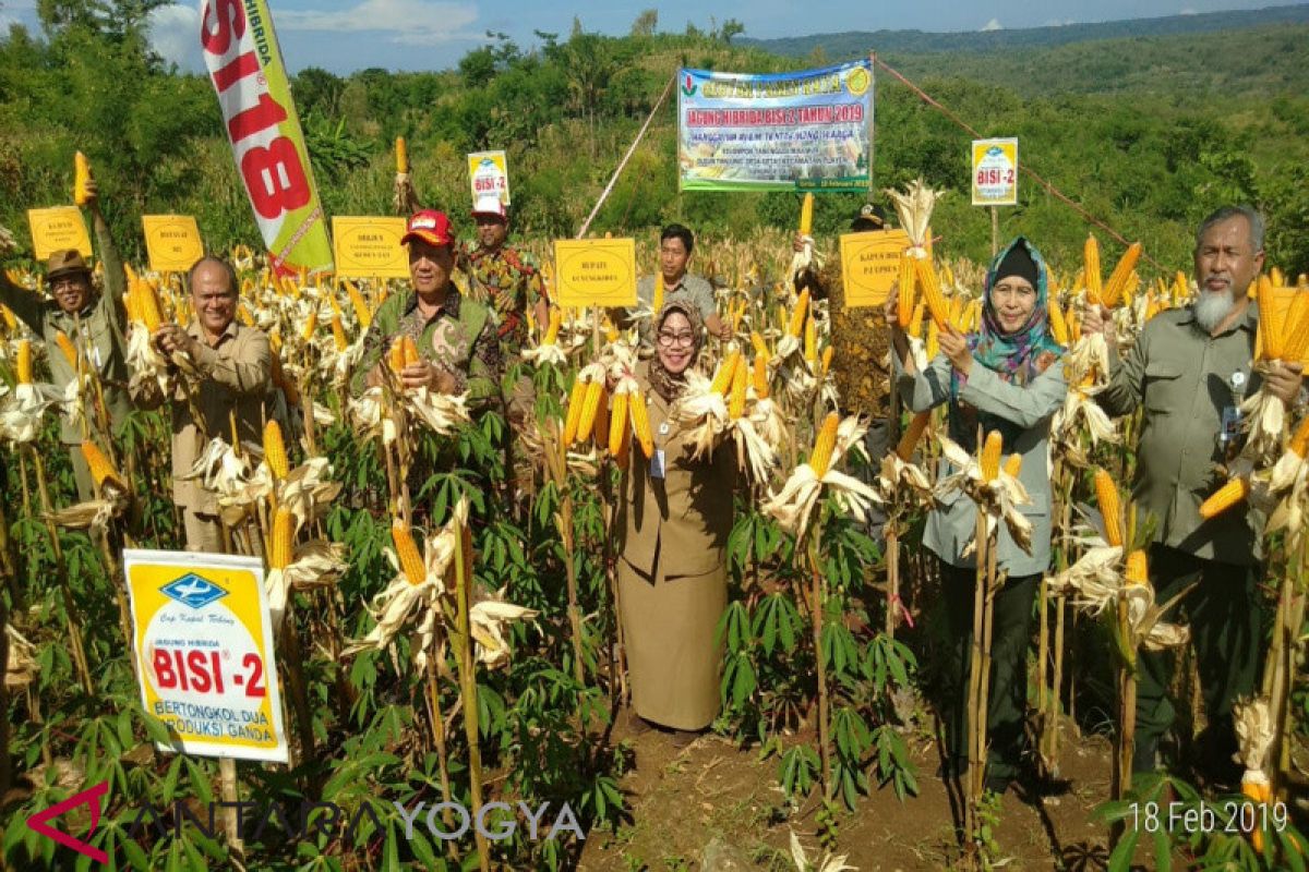 Polbangtan Yogyakarta-Magelang dukung pengembangan jagung di Gunung Kidul