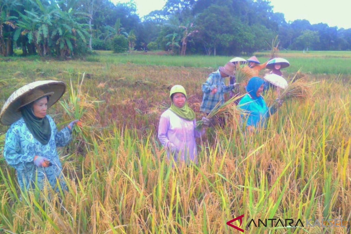 Petani di HST masih lestarikan budaya 'Baariyan' memanen padi