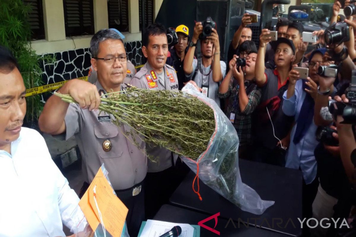 Polresta Yogyakarta tangkap petani penanam ganja di Jawa Barat (VIDEO)