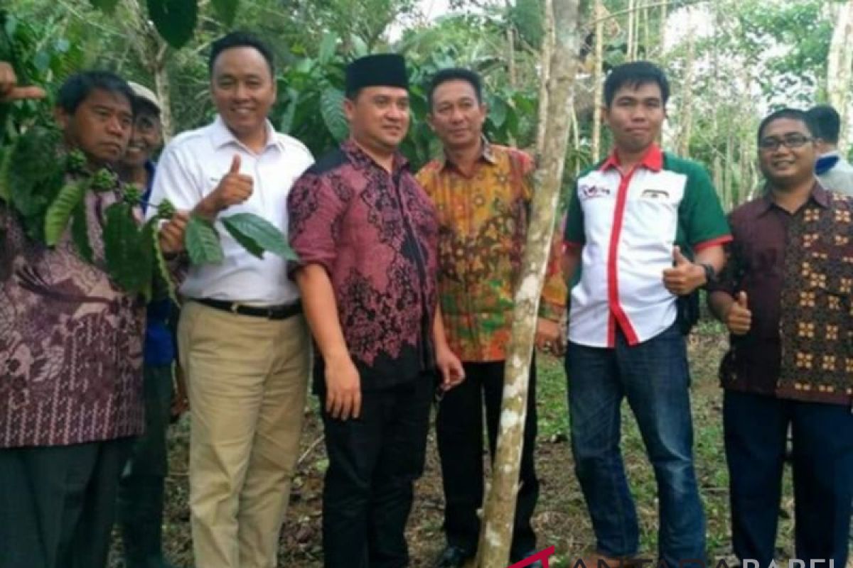 Petani di Belitung Timur giatkan tanam kopi