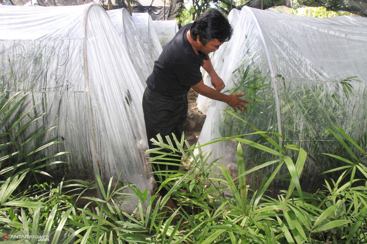 Bahan obat yang diburu China, BPPT tingkatkan kualitas 