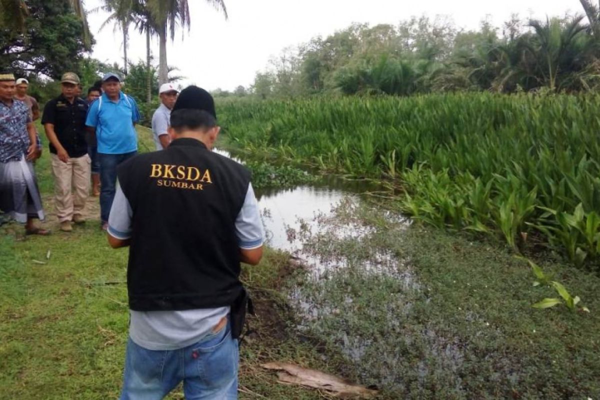 Buaya muara mengusik ketenangan warga Labuah Tiku Lima