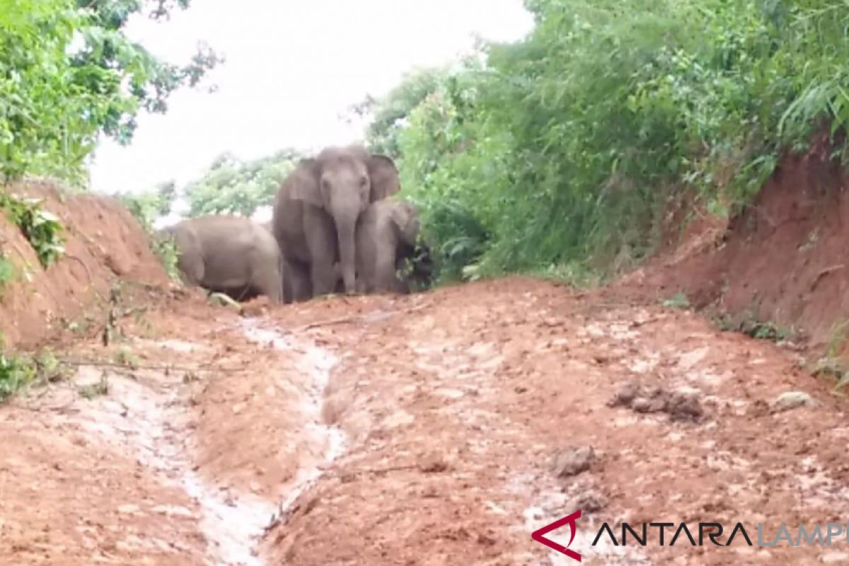 Pemprov Lampung dukung Lampung Barat dirikan ERU guna atasi persoalan gajah