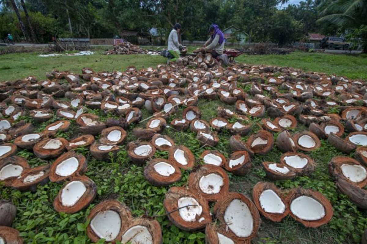 Petani di Ambon keluhkan harga kopra