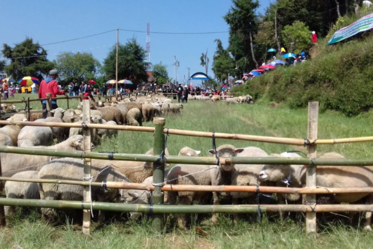 Pengamat: Wol domba Batur bisa menjadi ikon pariwisata