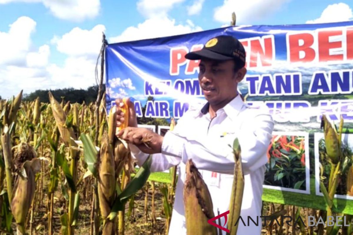 BPTP Babel dorong petani tingkatkan produksi jagung