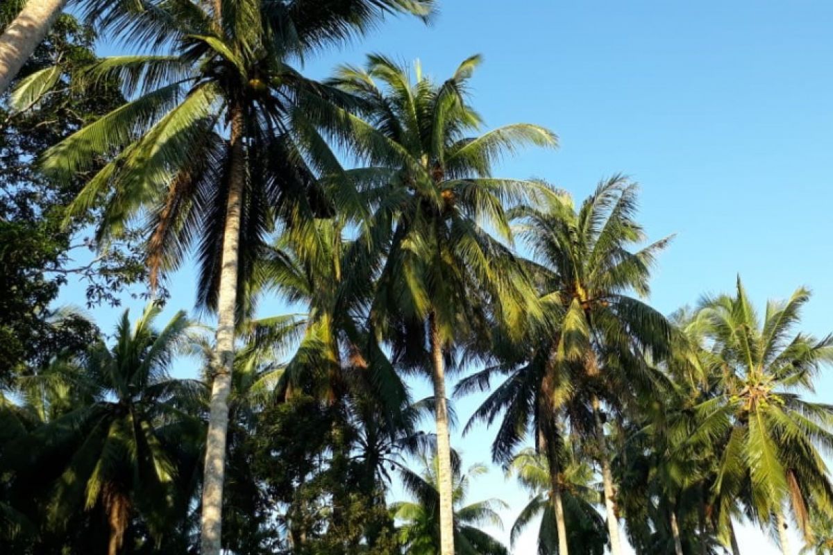 Pemerintah perlu mendorong petani kembali kembangkan kelapa dalam