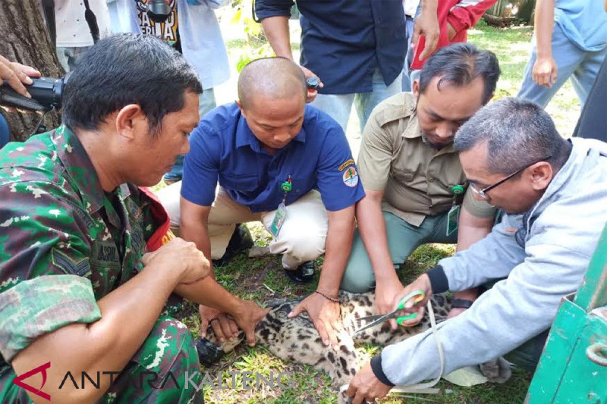 Macan Dahan nyasar ke pemukiman warga dapat perawatan dari BKSDA Kalteng