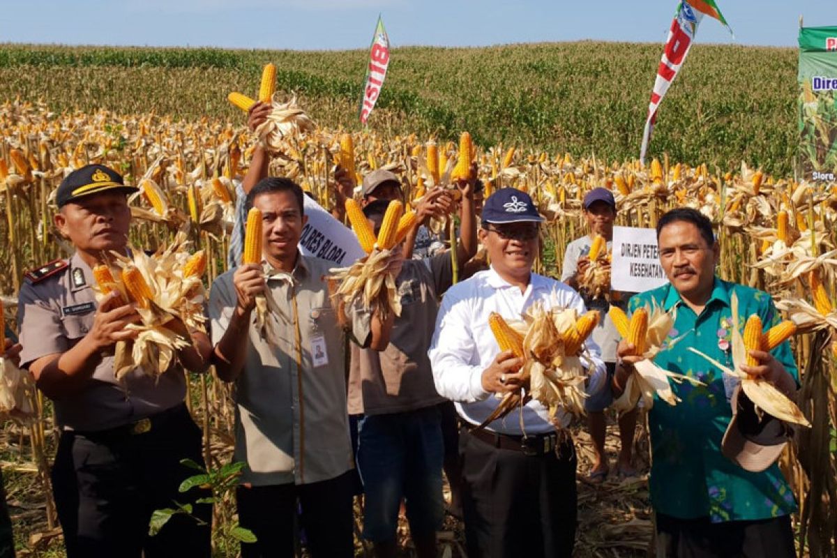 Stok jagung melimpah, investor diajak bangun pabrik pakan di Blora