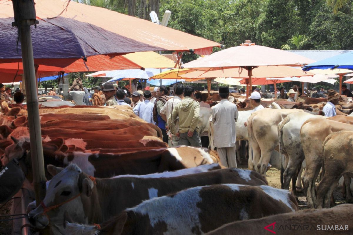 Legislator: tak cukup imbauan, Kabupaten Solok butuh perda pengendalian ternak