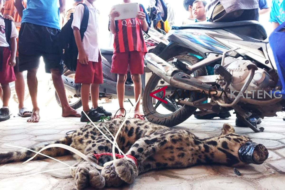 Warga berhasil tangkap Macan Dahan usai memakan kucing