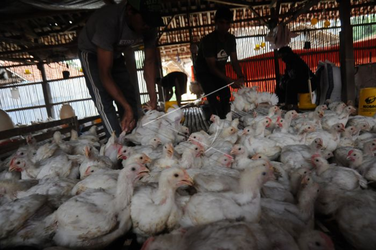 Palangka Raya tingkatkan ekonomi warga melalui budidaya ayam