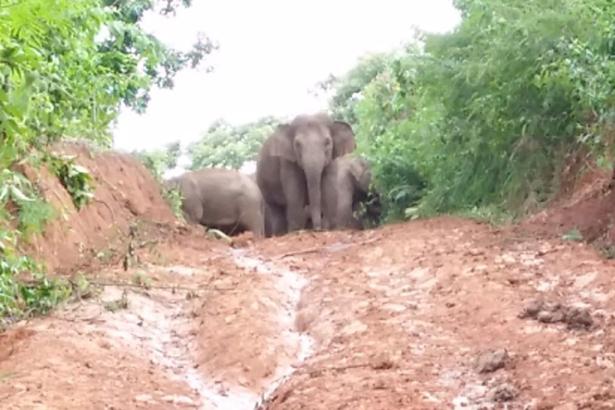 Antisipasi gajah liar masuk permukiman, TNBBS pasang alat pendeteksi