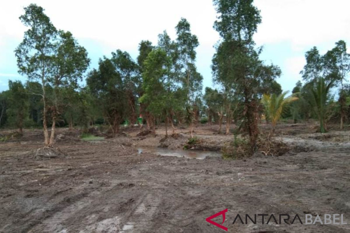 Desa Tukak kembangkan wisata mangrove