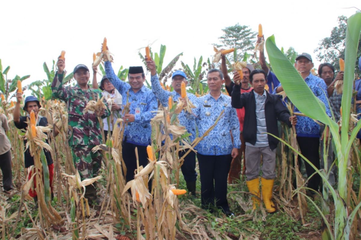 Polbangtan Bogor dampingi BPP panen jagung lima hektare