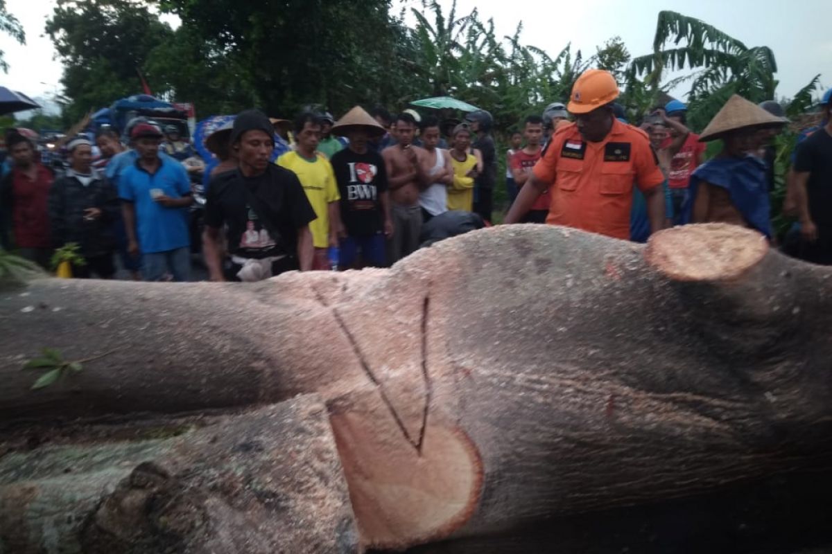 Lima Kecamatan di Jember Diterjang Angin Kencang