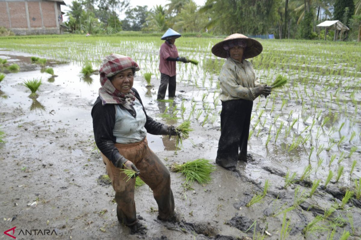 Tanah Bumbu tanam padi 16.959 hektare