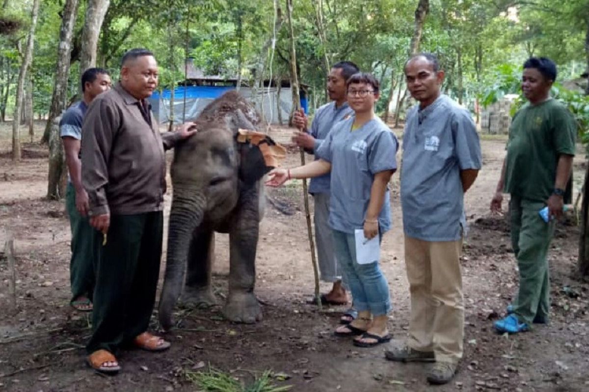 Yeti, Gajah Way Kambas Lampung Sakit