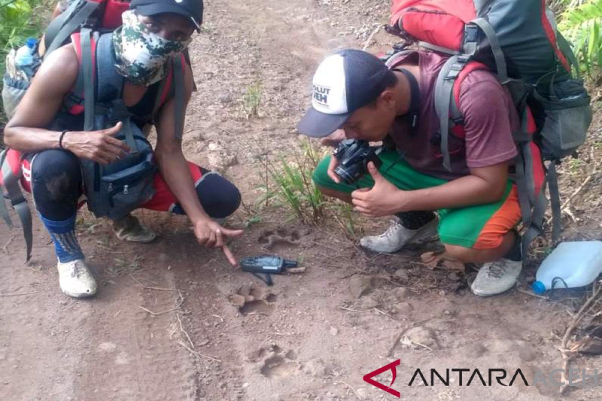 Warga Aceh Jaya resah harimau berkeliaran di dekat pemukiman