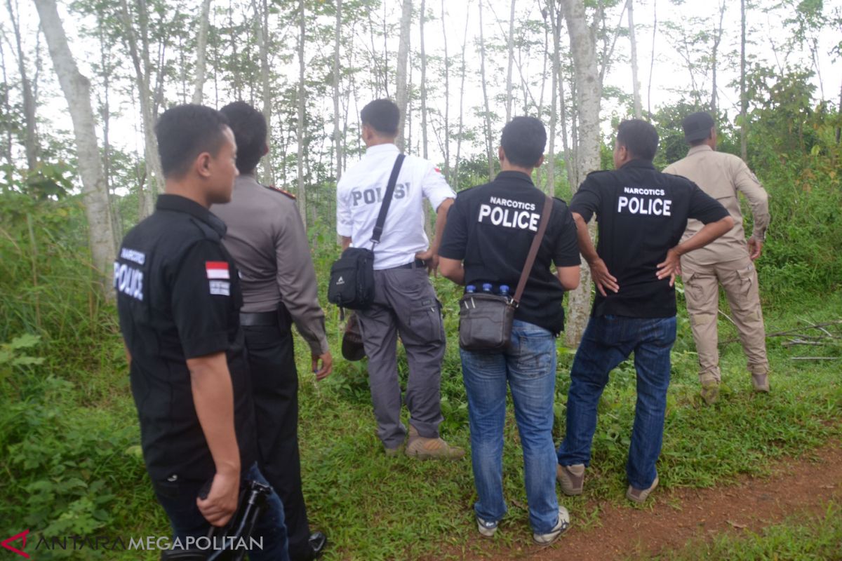 Polisi menyisir keberadaan ladang ganja di kawasan hutan Karawang