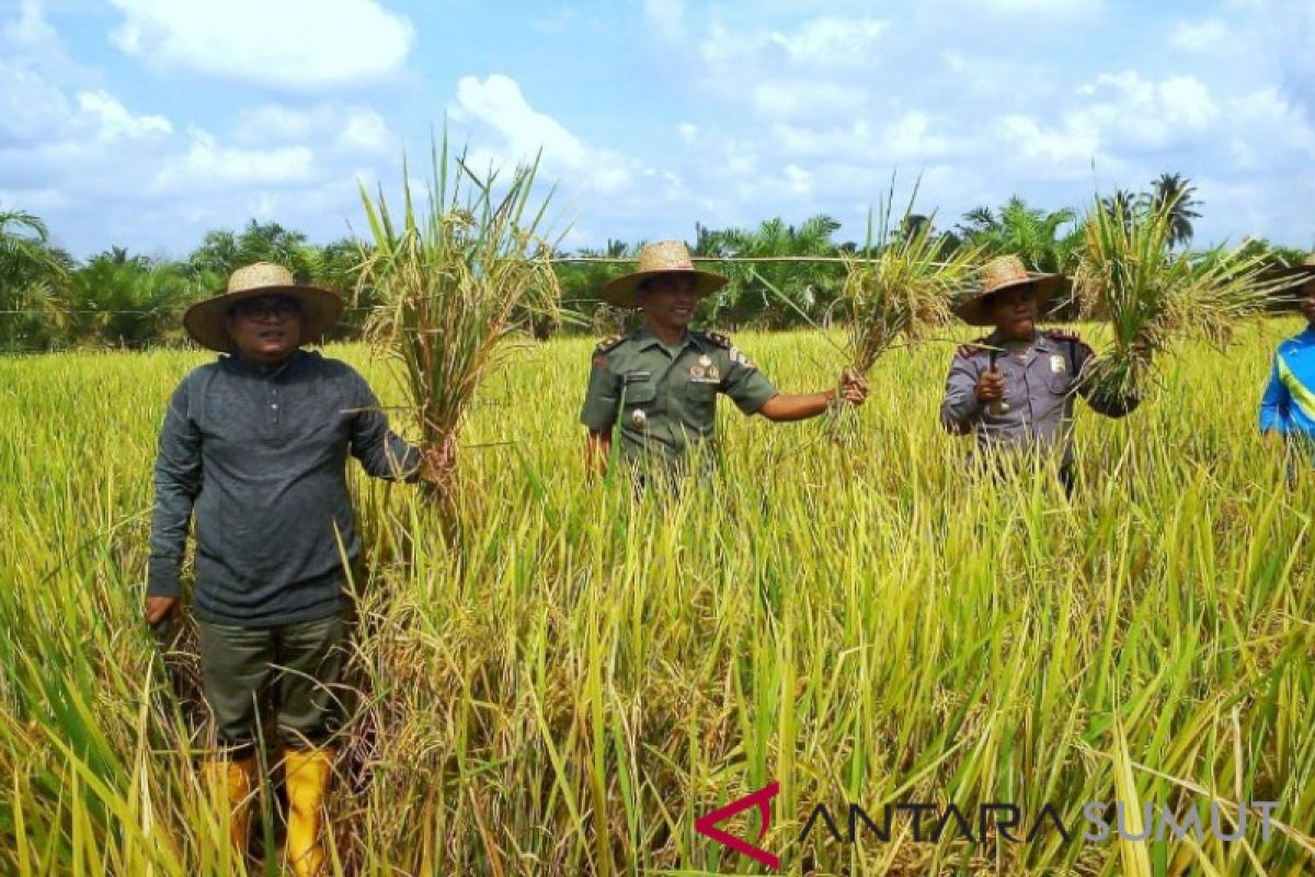 Wali Kota Tanjungbalai dan petani panen padi perdana 2019