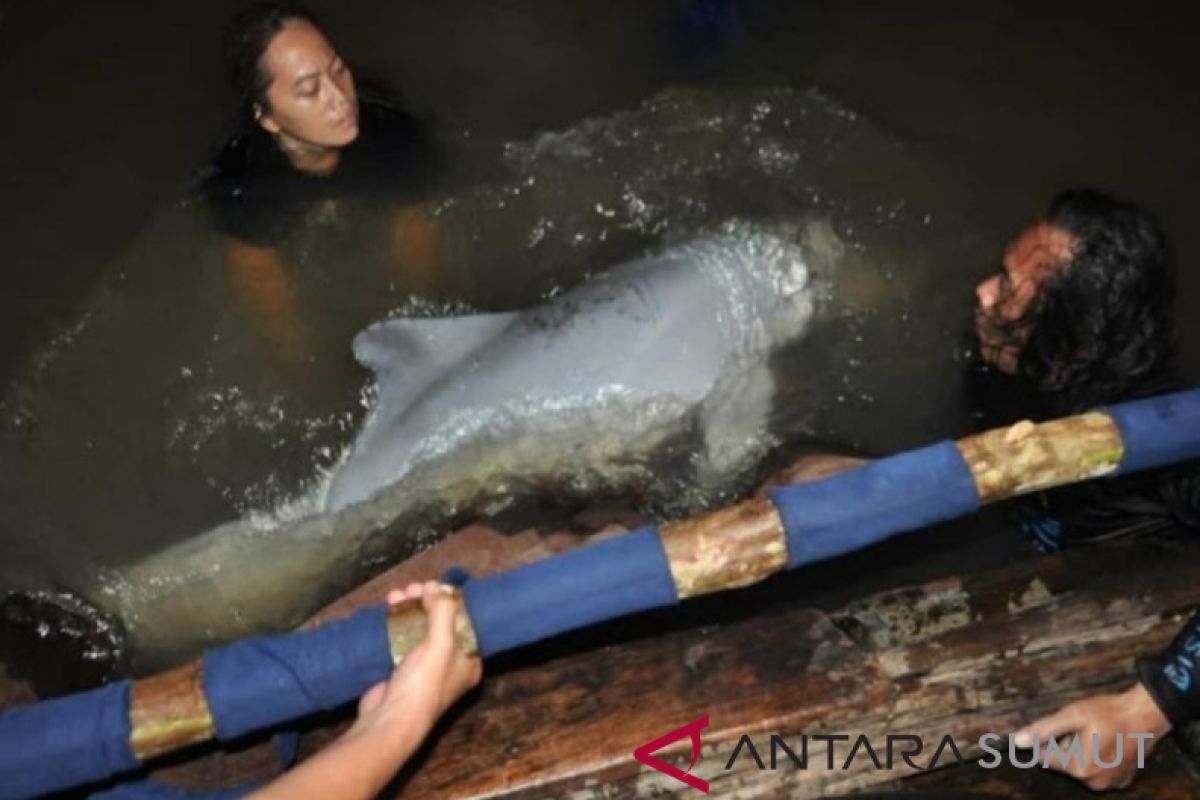 Lumba-lumba putih dari Labuhanbatu Utara dilepasliarkan di Asahan