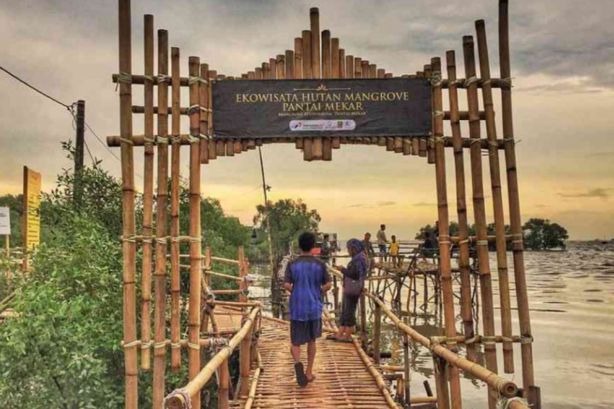 Pemkab Bekasi tata kawasan ekowisata mangrove Muaragembong