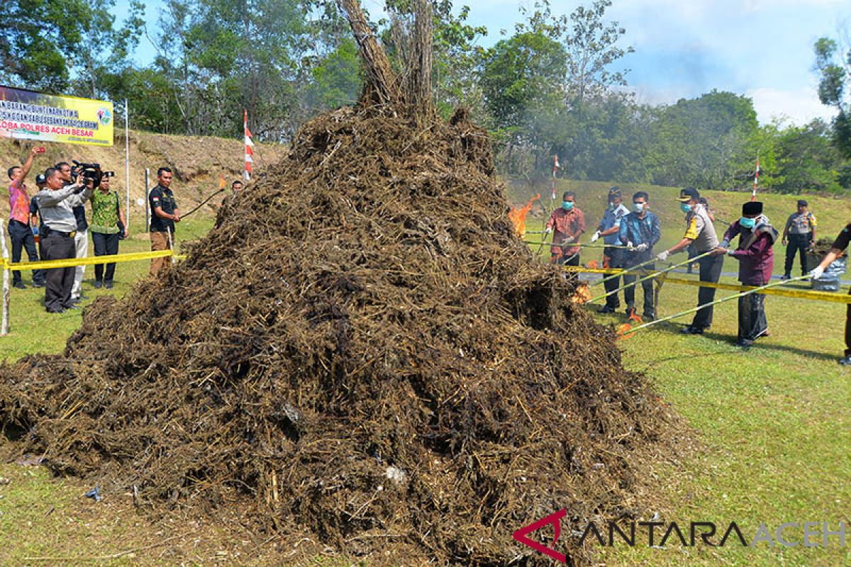 Polres Aceh Besar bakar 806,5 kilogram ganja