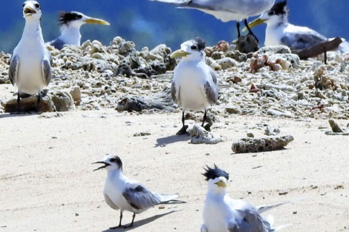 Burung Dara Laut Terpantau Migrasi Ke Australia