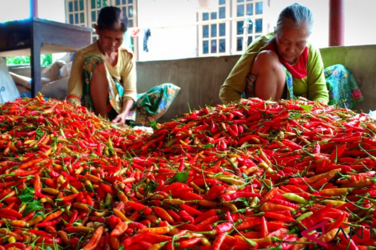 Ketika cabai Lombok rambah pasar antarpulau