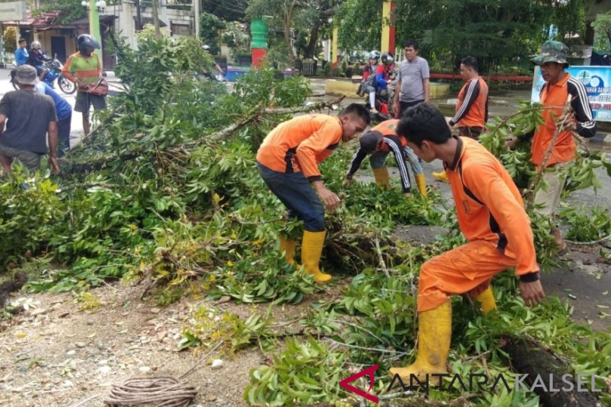 40 pohon mahoni peninggalan Belanda di kota Barabai ditebang