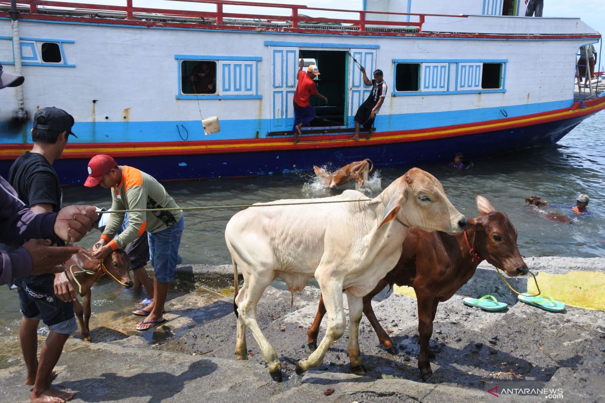 KSOP Situbondo pastikan tidak ada lagi bongkar muat sapi dilempar ke laut