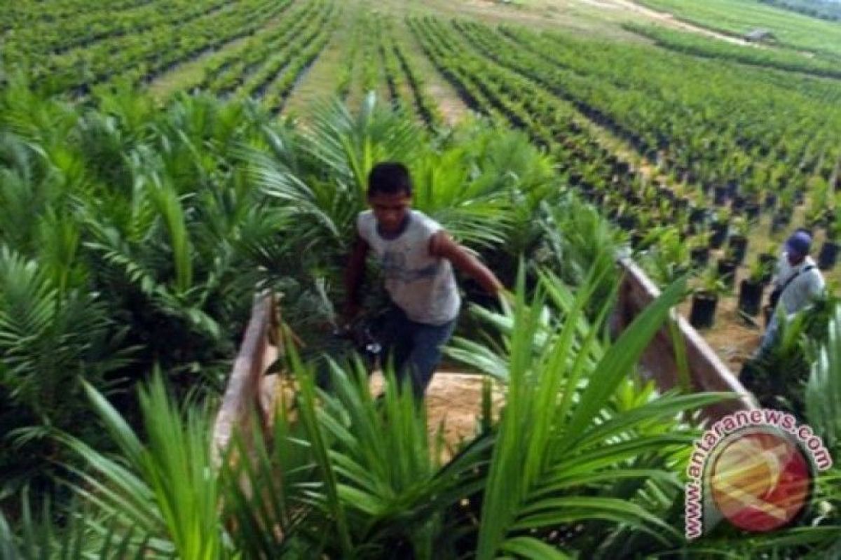 Harga sawit di Riau turun rp91,89/kg