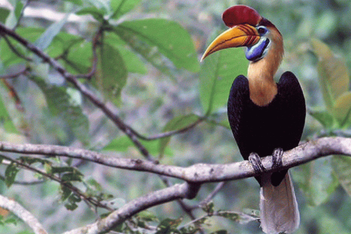 Burung Julang Sulawesi Jadi Ikon Pariwisata Gorontalo
