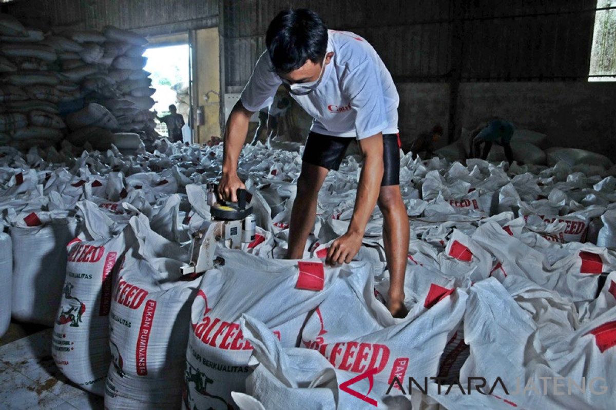 Penghasil susu dan daging, populasi sapi di Boyolali capai 188.000 ekor