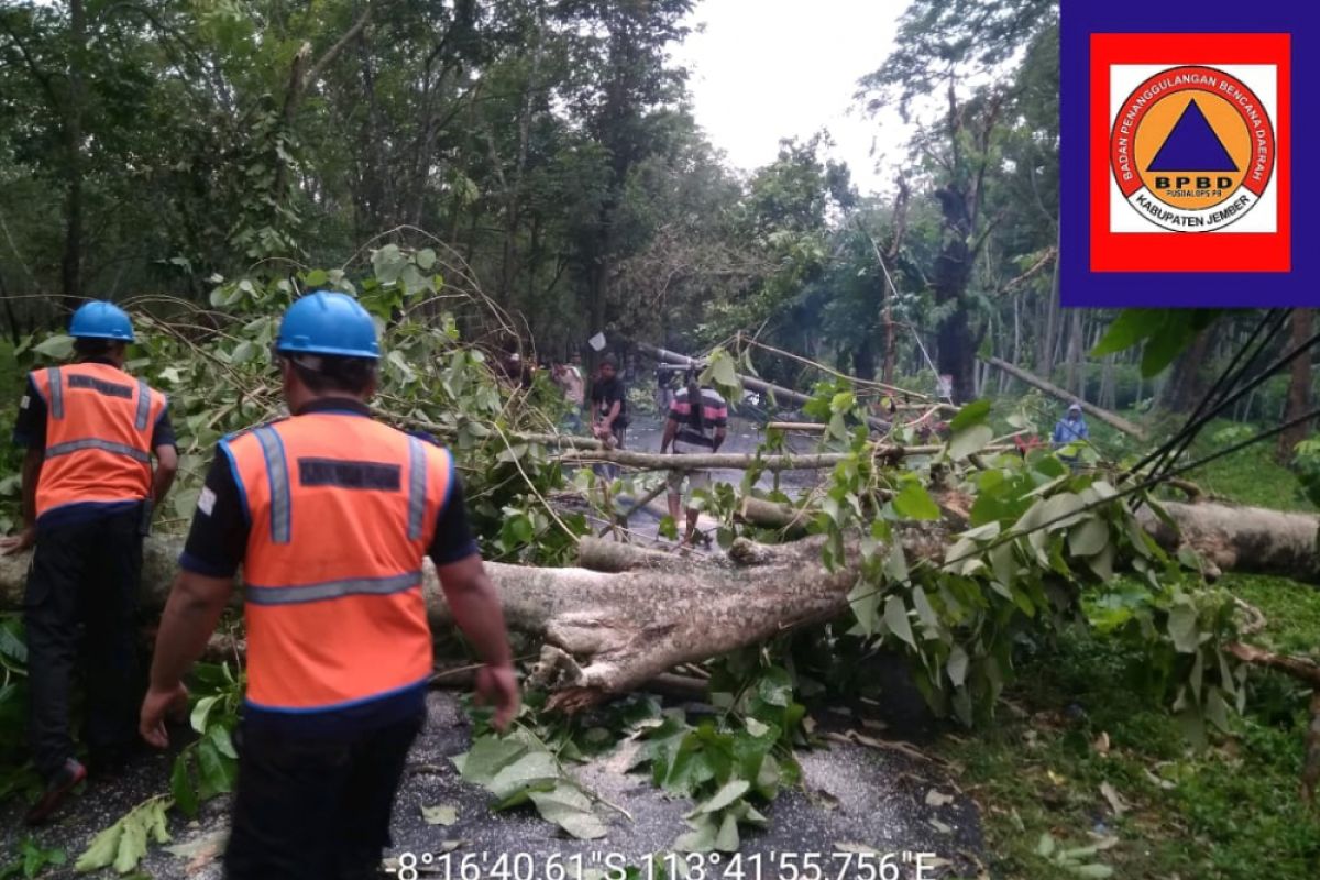 BPBD Jember: 10 Kecamatan Terdampak Angin Kencang dan Puting Beliung