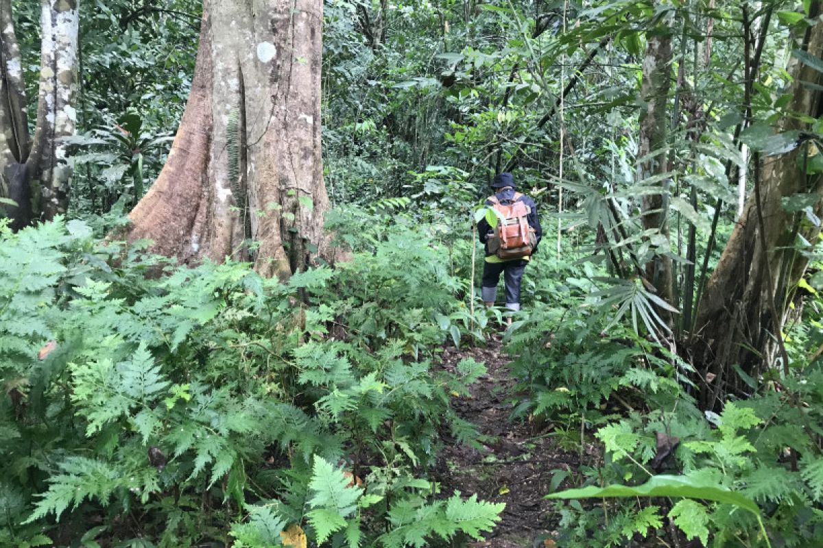 Program rehabilitasi hutan Papua ditambah menjadi 2.500 hektar