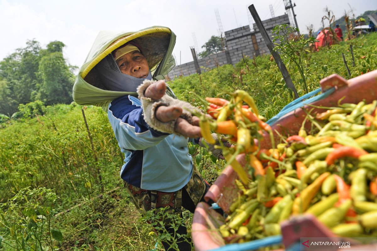 Urban farming diminati warga Surabaya saat pandemi virus corona