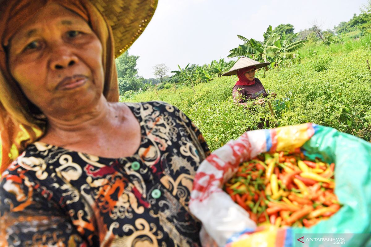 "Urban farming" dan ketahanan pangan