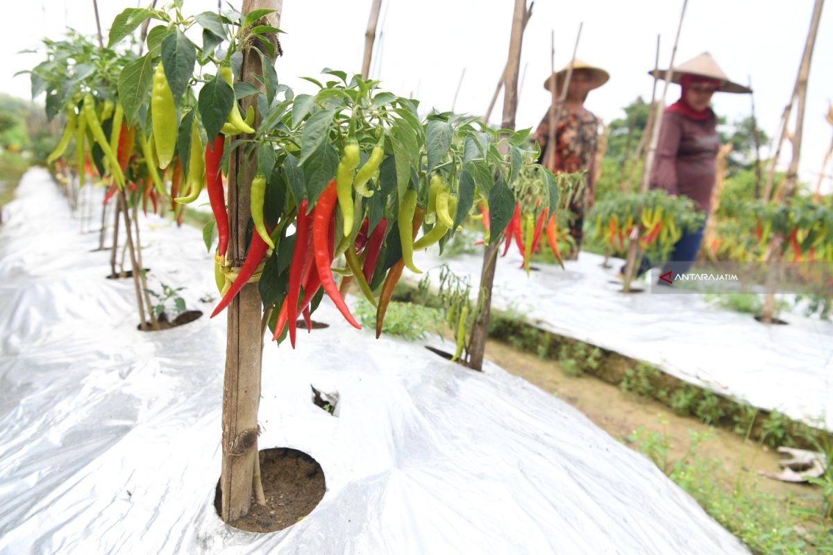 Distan Ternate akan kembangkan program pertanian berbasis perkotaan